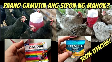 gamot para sa sipon ng manok